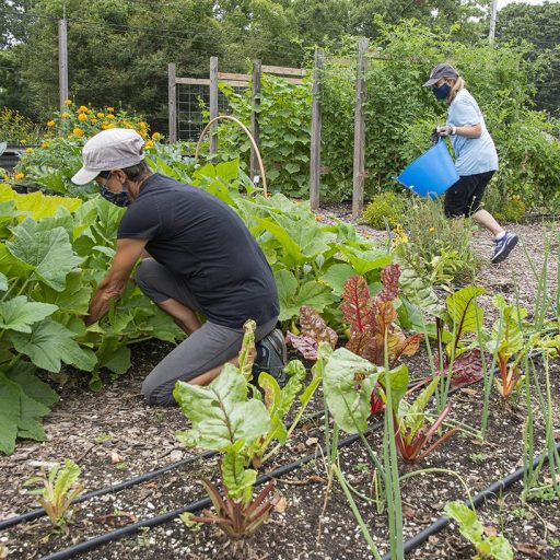 A man and a woman working in a campus garden